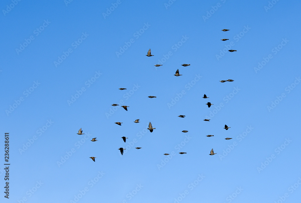 Birds flying Birds flying