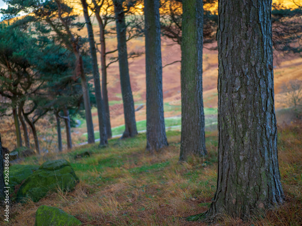 Obraz premium Autumn at Dovestone