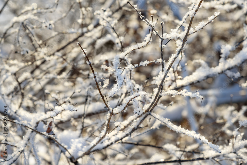 Frozen branches in winter Frozen branches in winter