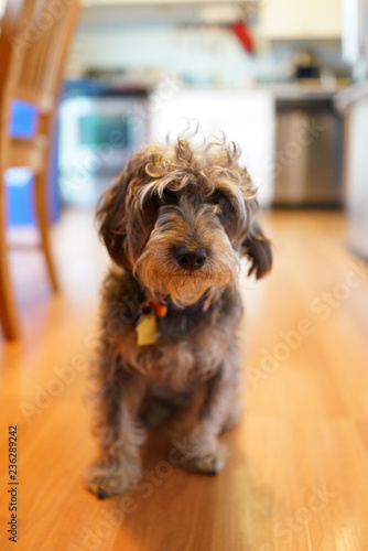 yorkiepoo  photo