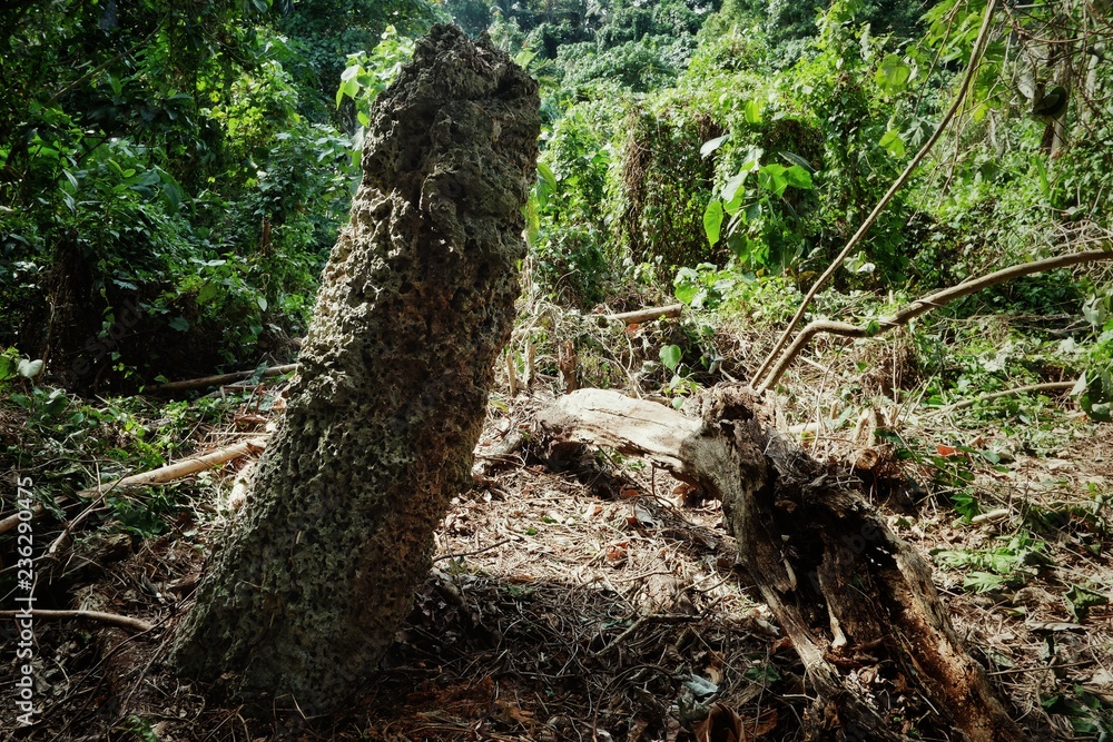 religious holy stone artifact in the middle of the tropical rainforest jungle with historic meaning religious holy stone artifact in the middle of the tropical rainforest jungle with historic meaning
