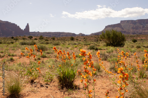wild flowers in the southwest