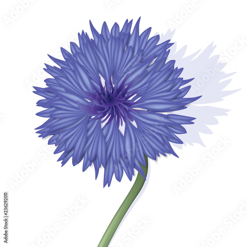 la fleur bleuet et sa tige en gros plan, symbole des poilus de la guerre quatorze.