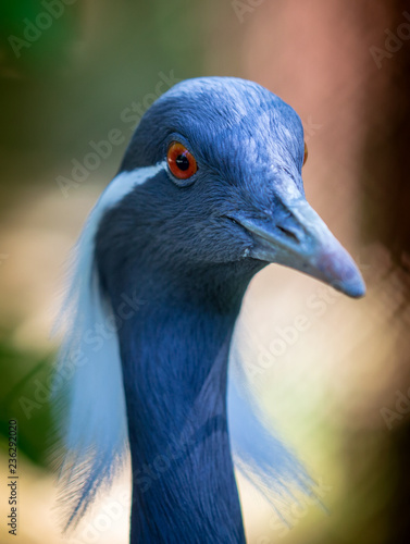 Portrait of a blue heron in the park © schankz