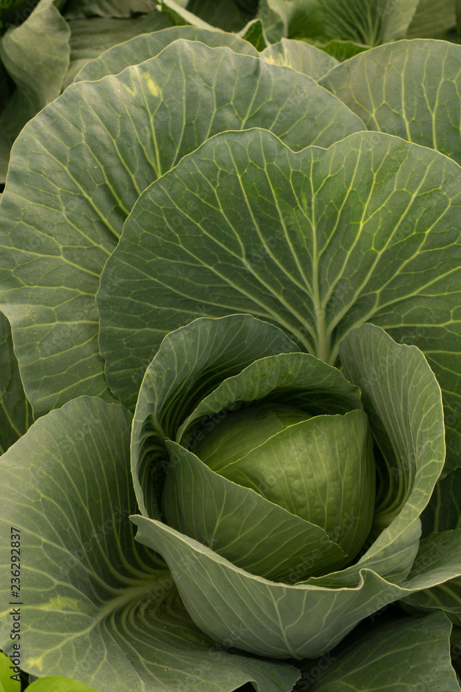 cabbage cabbage