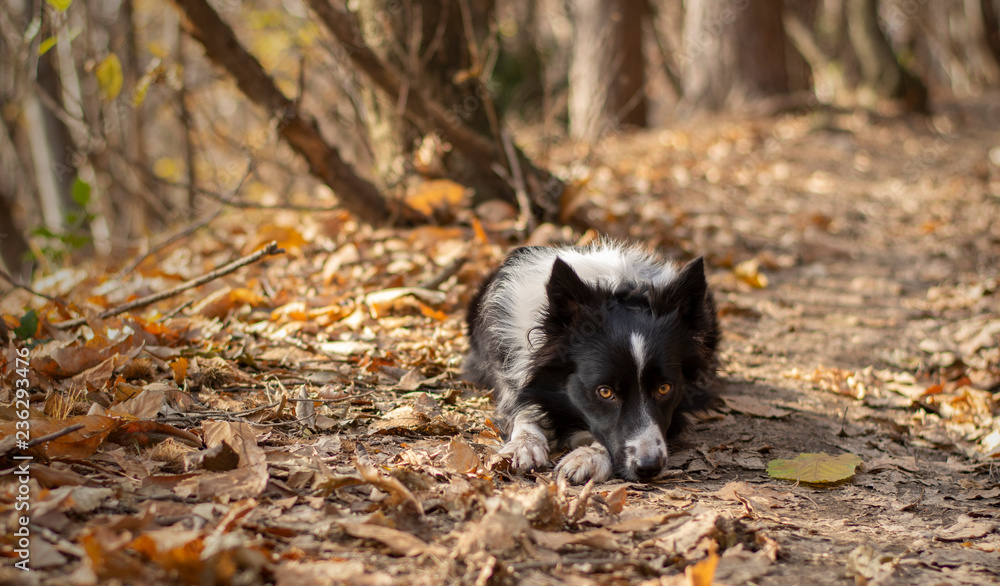 A wonderful border collie puppy plays with his ball in the autumn leaves. A wonderful border collie puppy plays with his ball in the autumn leaves.