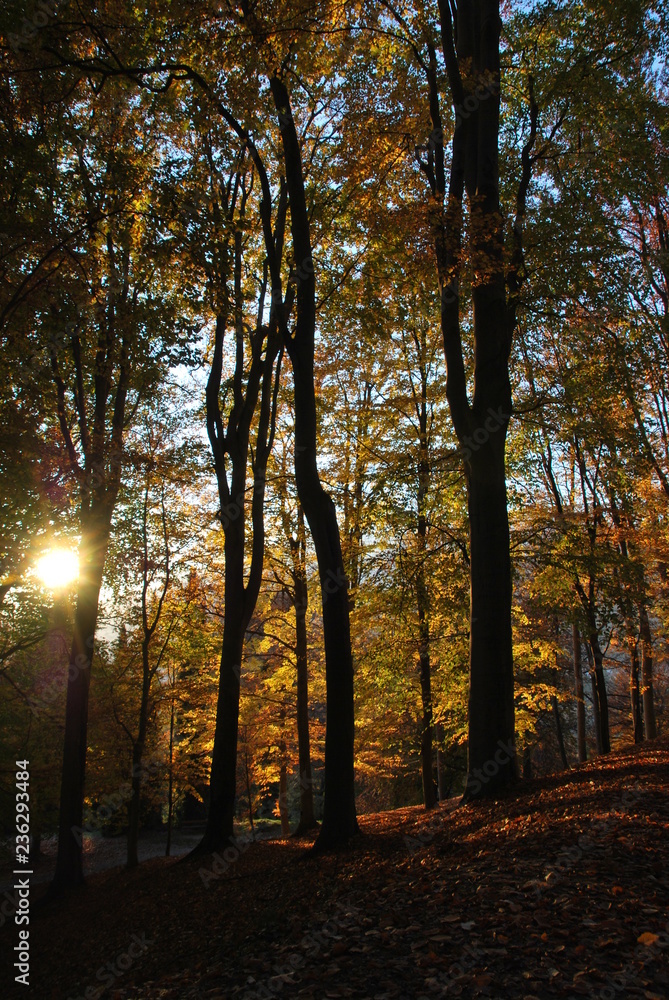 Fototapeta premium Autunno