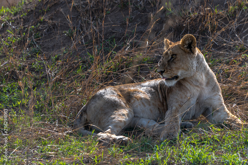 Beautiful portrait of lioness lying down on the Serengeti plains, Tanzania	