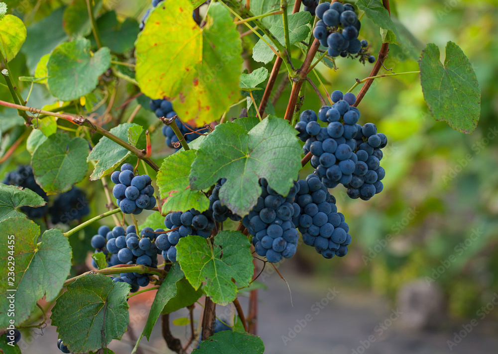 beautiful grapes growing