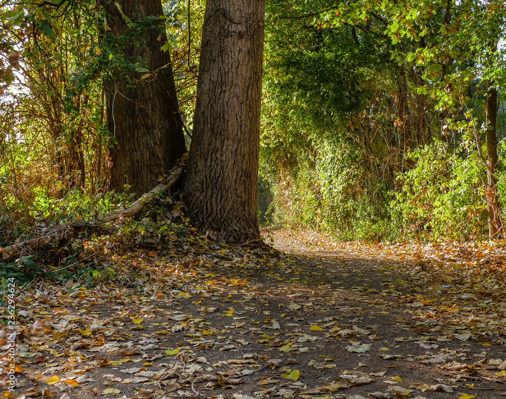 Path and tree Path and tree