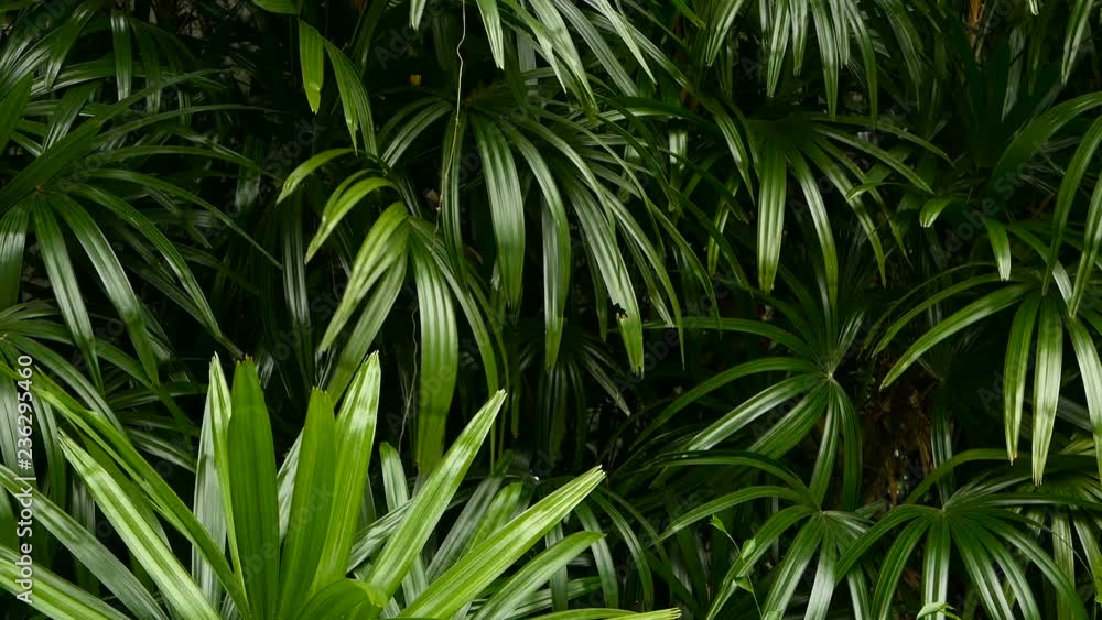 Bright juicy exotic tropical greens in the jungle forest equatorial climate. Background with unusual plant foliage swaying. Natural texture with juicy leaves. Sunlight on the palm leaf. Bright juicy exotic tropical greens in the jungle forest equatorial climate. Background with unusual plant foliage swaying. Natural texture with juicy leaves. Sunlight on the palm leaf.