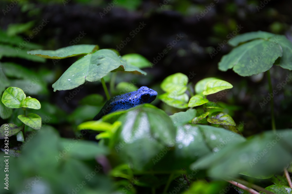 Fototapeta premium Blue Poison Dart Frog