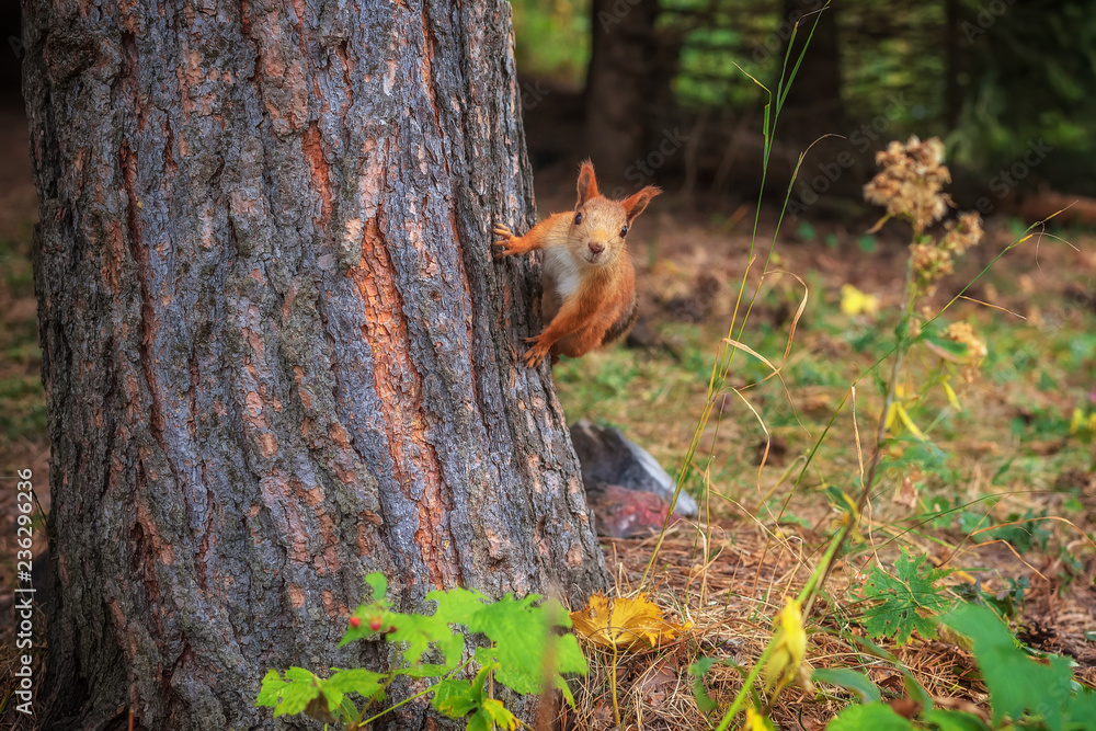 Squirrel Squirrel