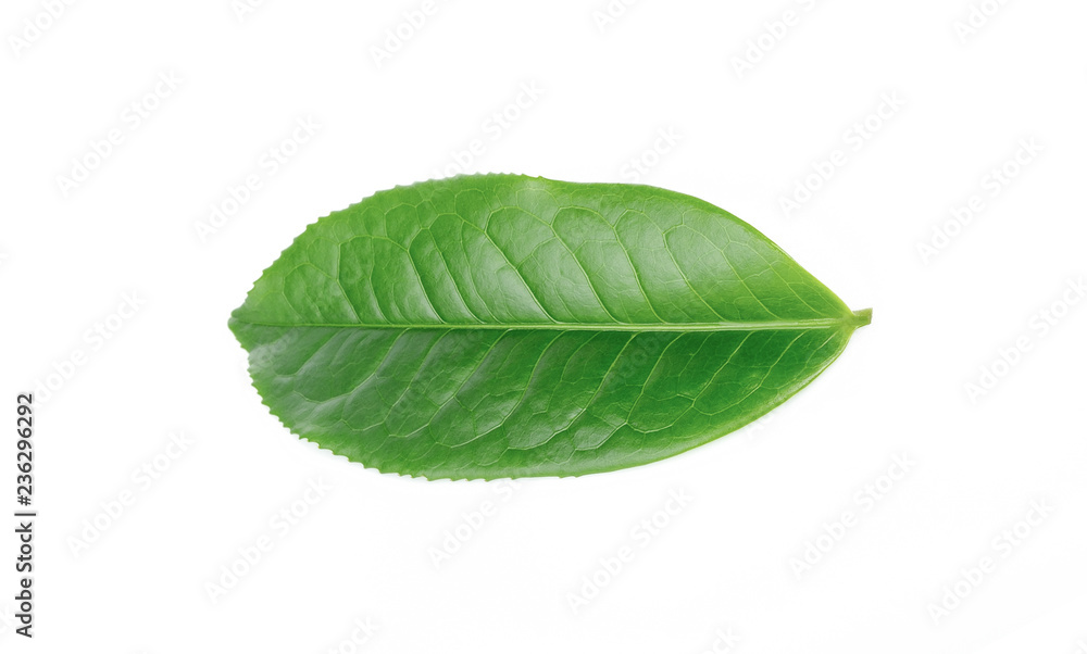 Obraz premium green tea leaf isolated on white