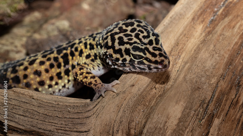 Common leopard gecko  Eublepharis macularius 