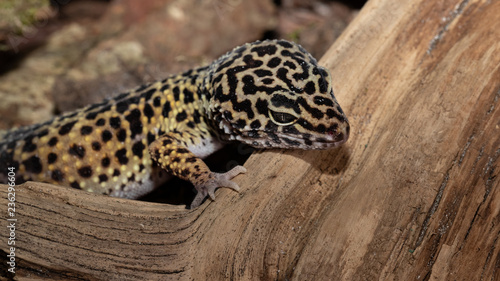 Tableau sur toile Common leopard gecko (Eublepharis macularius)