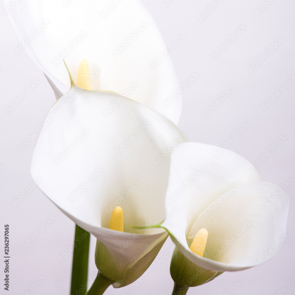 Greeting card with gentle white flowers callas on a white background with copy space. Greeting card with gentle white flowers callas on a white background with copy space.
