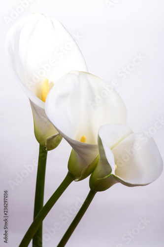Three tender white callas flowers on a white background with copy space.