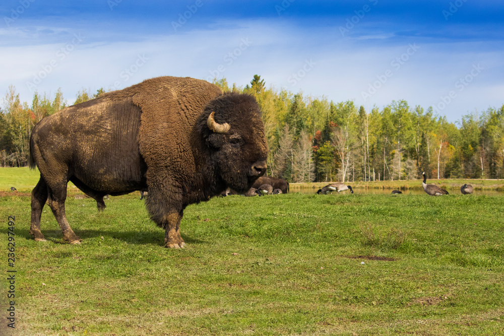 huge male bison in autumn