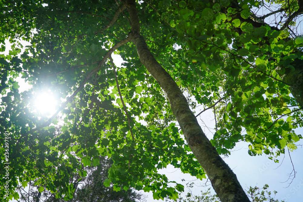 Fototapeta premium tree in forest