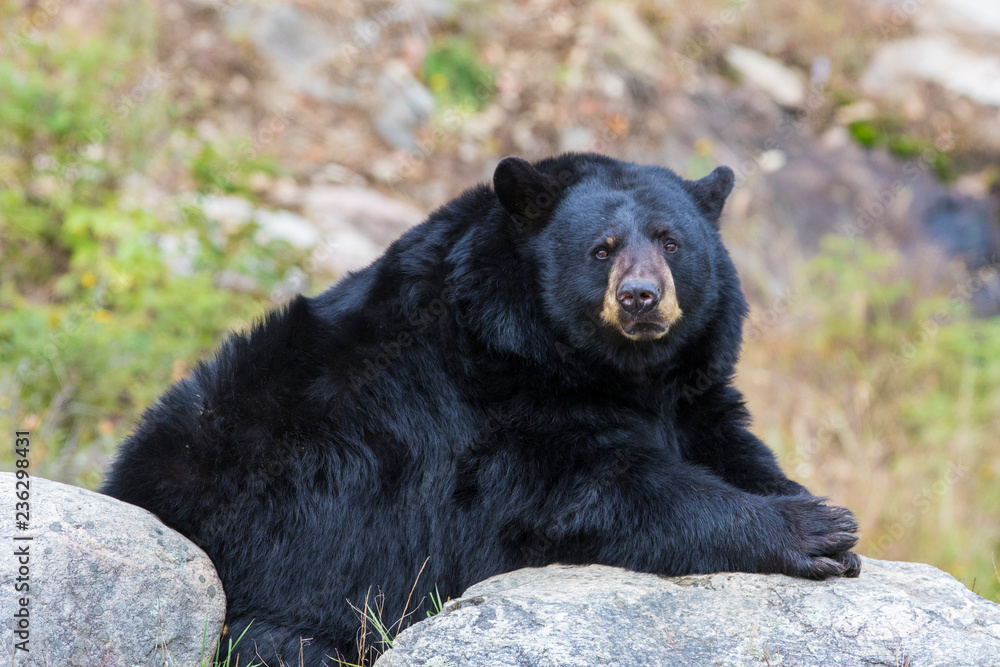 huge male black bear in autumn