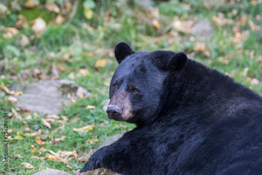 Fototapeta premium huge male black bear in autumn