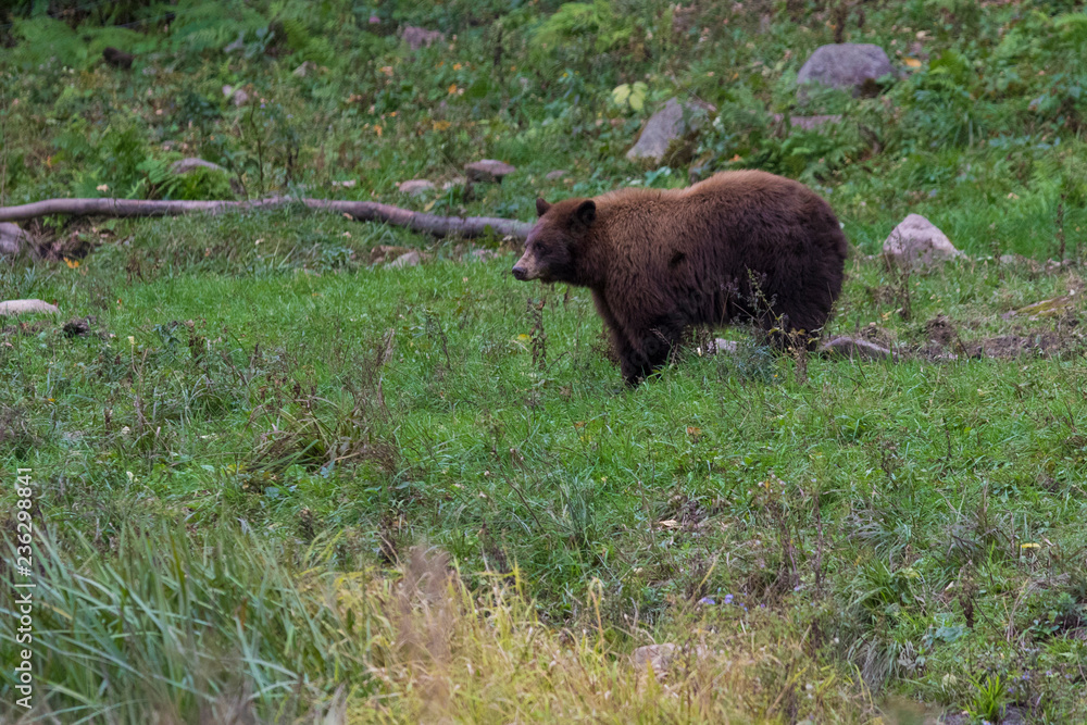 cinnamon bear (Ursus americanus cinnamomum) cinnamon bear (Ursus americanus cinnamomum)