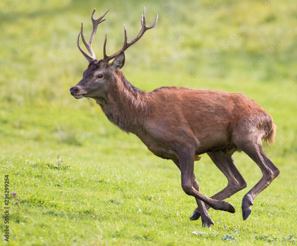 Fototapeta premium red deer in rut