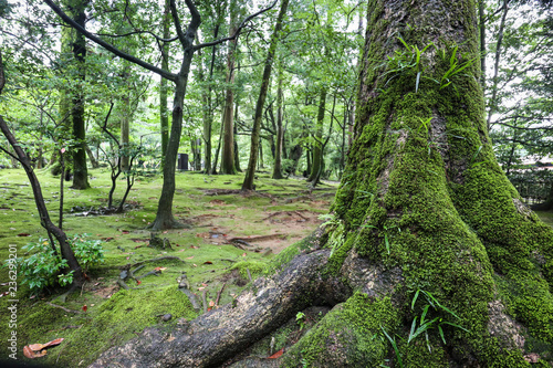 path in the forest