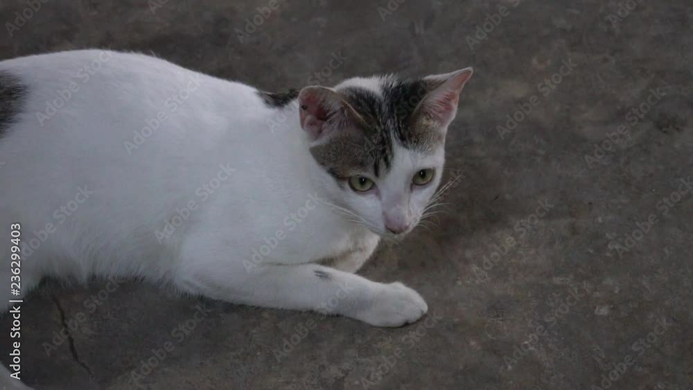 Thai cats lying on the cement floor. Thai cats lying on the cement floor.