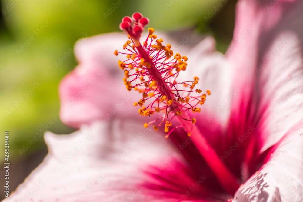 Pink hibiscus flower detail, with sunlight Pink hibiscus flower detail, with sunlight