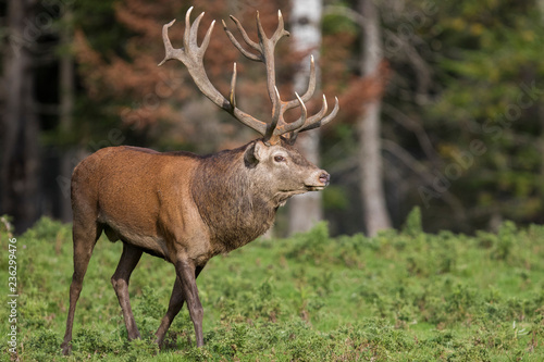 red deer in rut