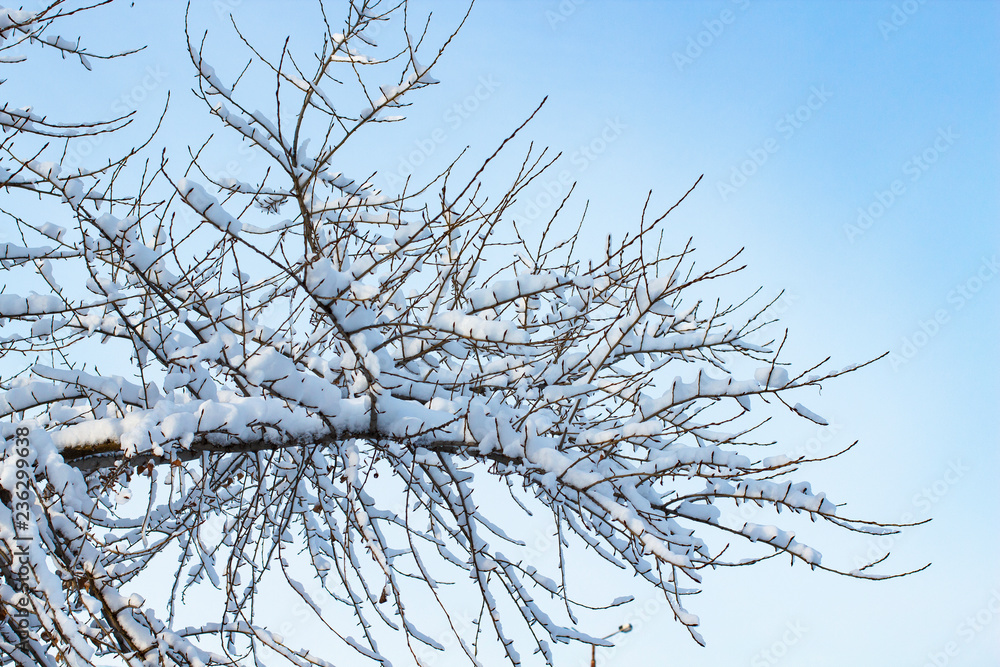 Obraz premium background of trees for a double exposure, many branches, branches in snow, snow on branches, snow on trees