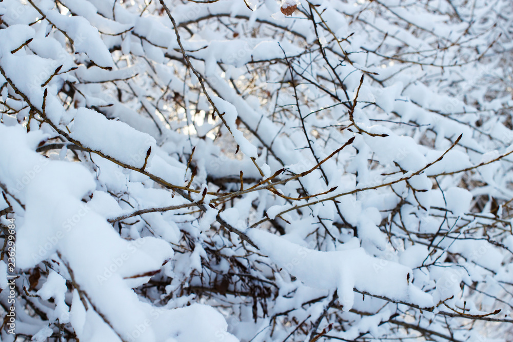 background of trees for a double exposure, many branches, branches in snow, snow on branches, snow on trees background of trees for a double exposure, many branches, branches in snow, snow on branches, snow on trees