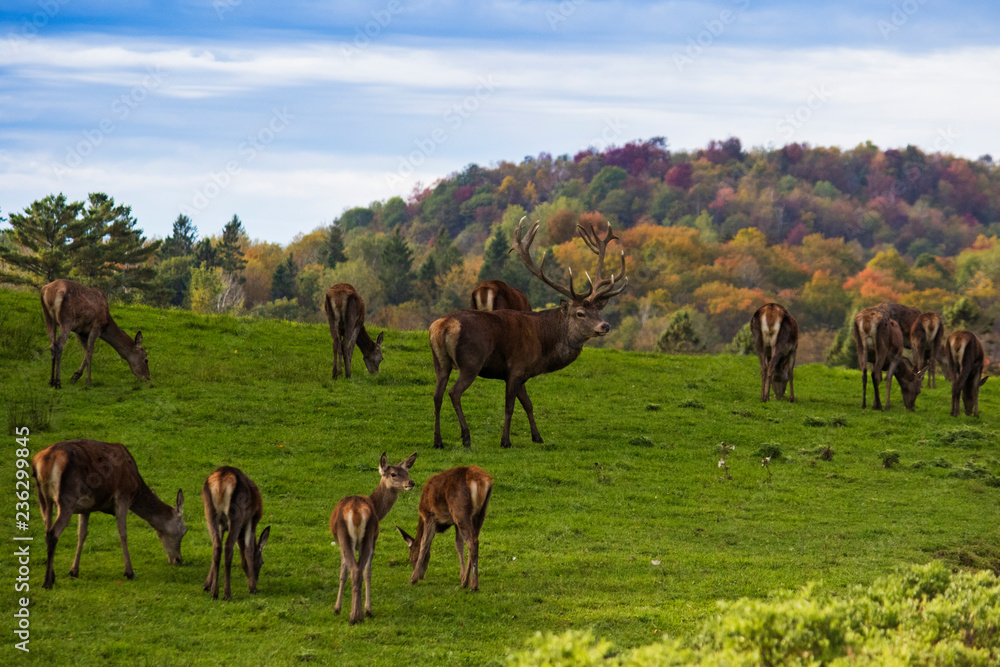 Fototapeta premium red deer in rut