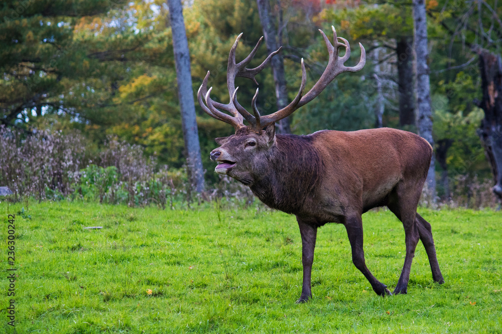 Obraz premium red deer in rut