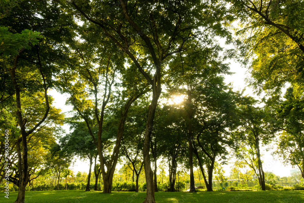 Beautiful of nature tropical forest while sunset green background with lots of trees. Beautiful of nature tropical forest while sunset green background with lots of trees.