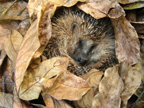 Igel im Herbstlaub photo