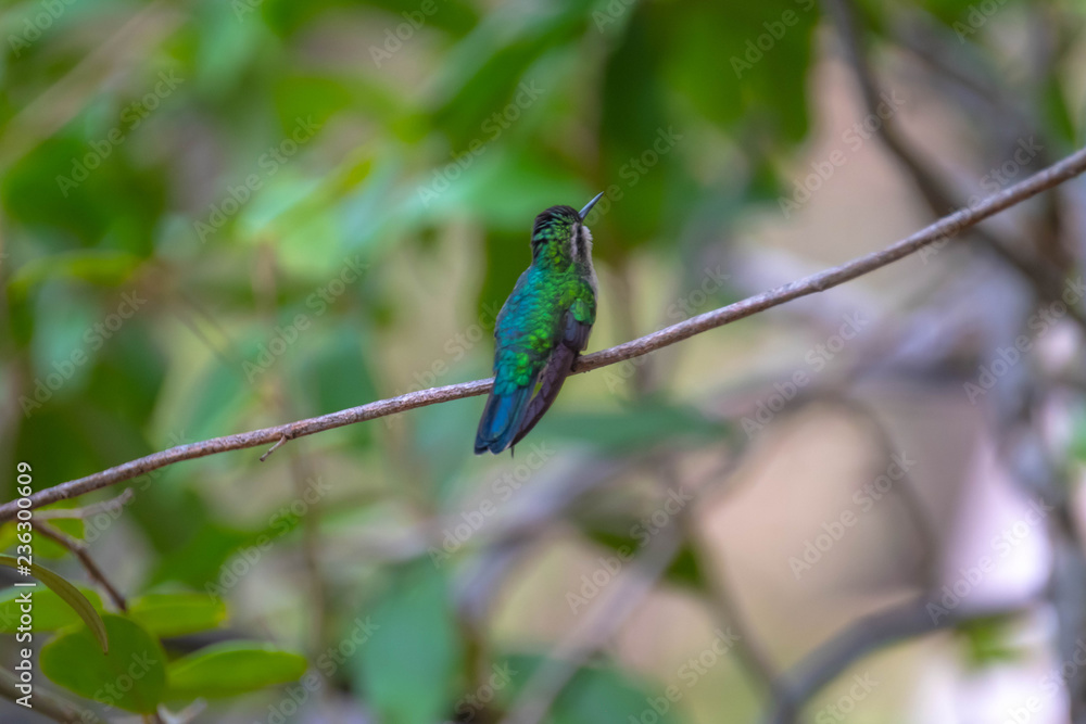 kolibri kolibri