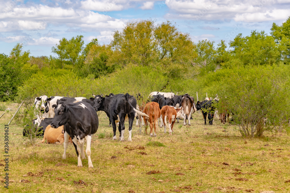 Group of Cows at Field, San Jose, Uruguay