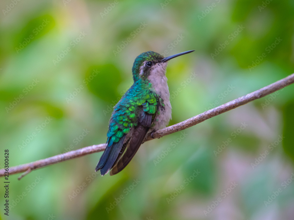 Fototapeta premium kolibri