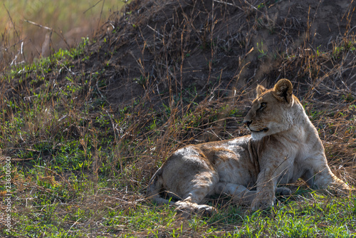 Beautiful portrait of lioness lying down on the Serengeti plains, Tanzania