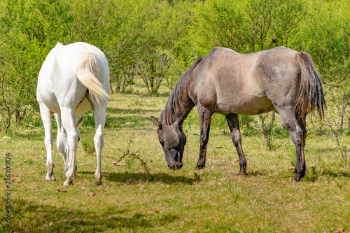 Fototapeta Naklejka Na Ścianę i Meble -  Two Horses Eating Grass at Rural Environment