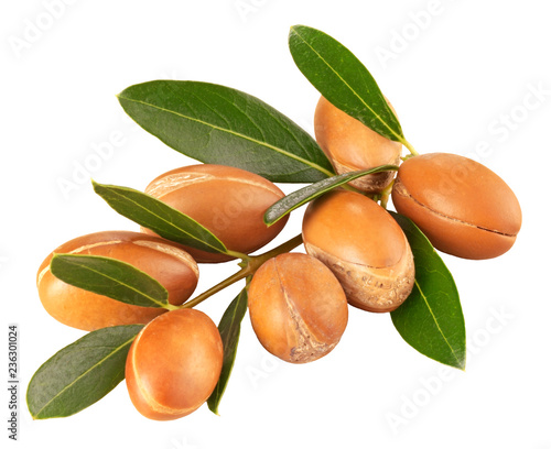 BRANCH OF ARGAN NUTS,CUT OUT