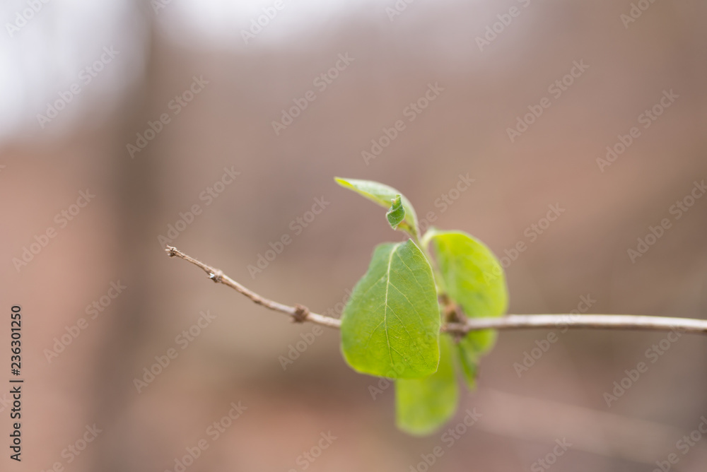 Lone green leaf Lone green leaf