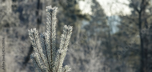 Frosty young pine tree. Blu...
