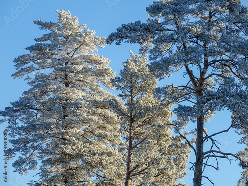 Frosty pine trees. Cold sun...