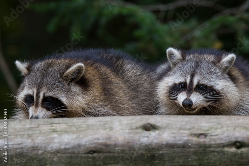raccoons in autumn