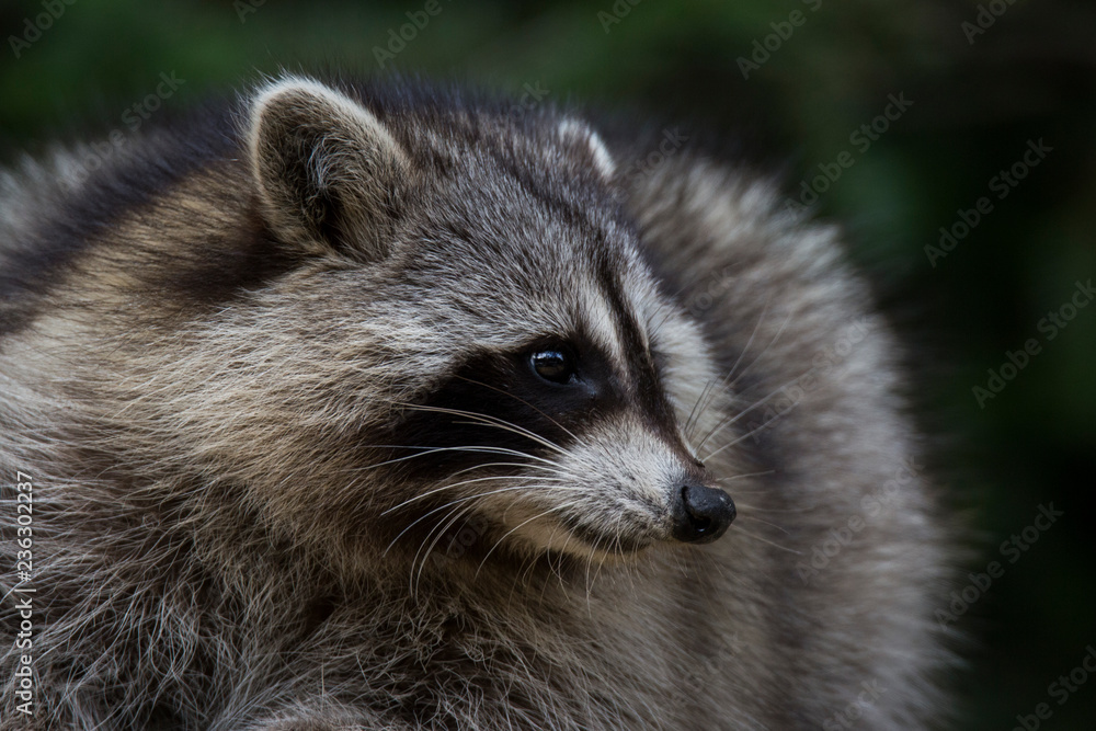 fat raccoon portrait fat raccoon portrait