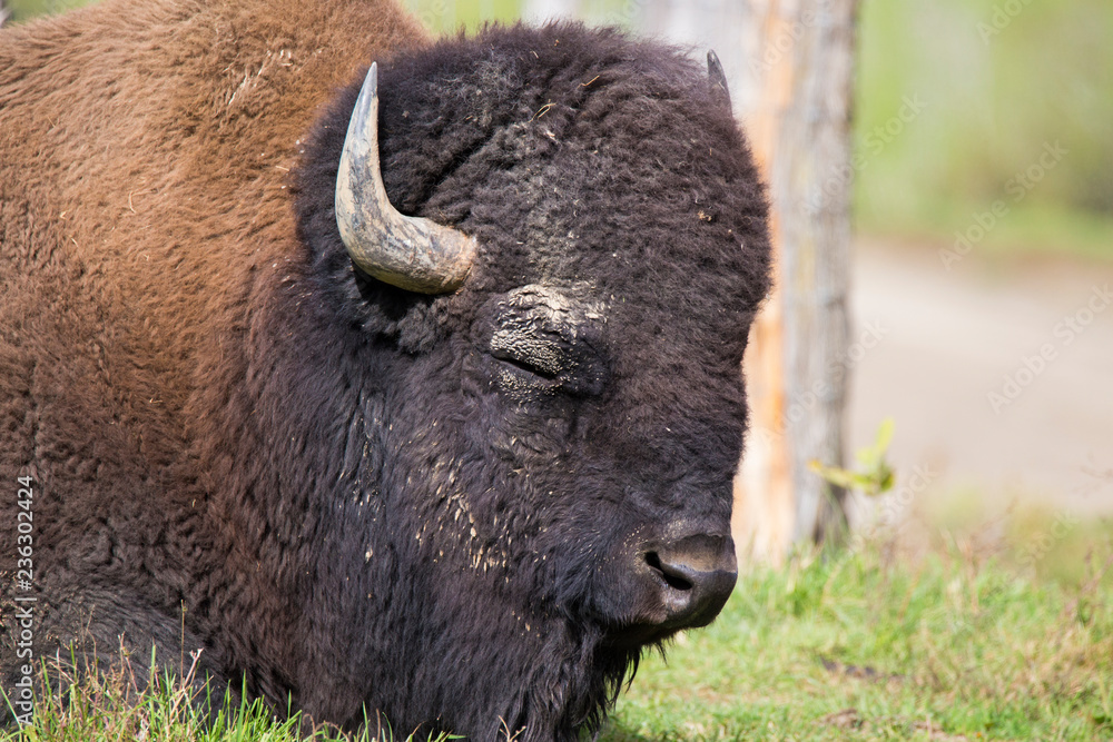 huge male bison in autumn